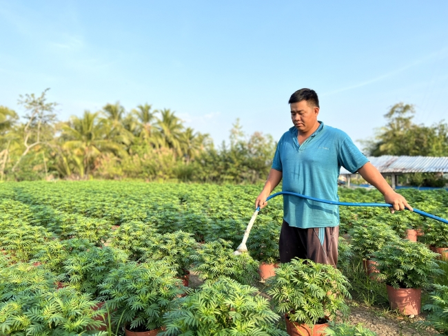 Nông dân Mỹ Tú tích cực chăm sóc hoa phục vụ Tết